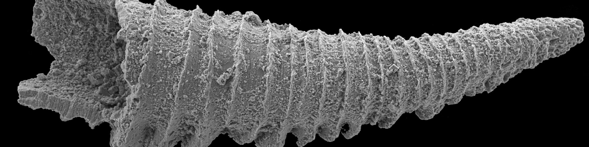 New species from proto-Baltic Sea 450 million years ago